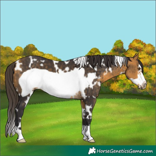 Horse Color:White Spotted Buckskin Frame 