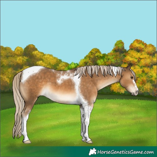 Horse Color:Chocolate Palomino Tobiano