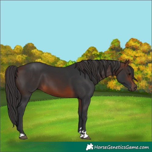 Horse Color:Brown 