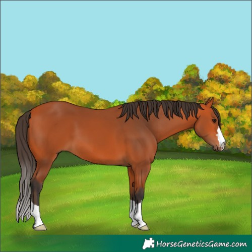Horse Color:Bay 