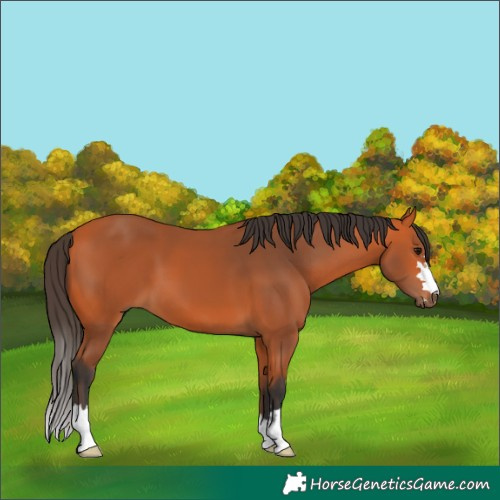 Horse Color:Bay 