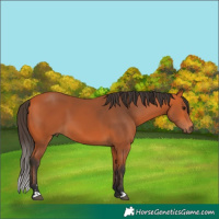 Horse Color:Bay  and Bay 