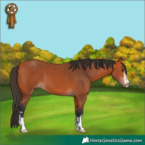 Horse Color:Bay  and Bay 