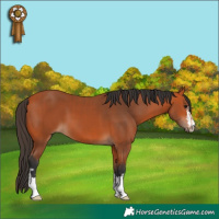 Horse Color:Bay and Bay