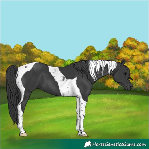 Horse Color:Black Tobiano 