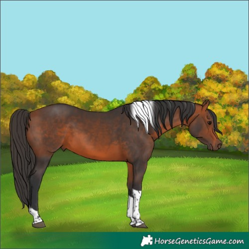 Horse Color:Bay Tobiano 