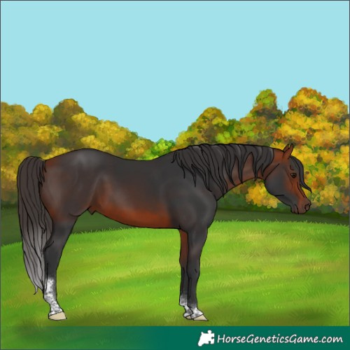 Horse Color:Bay Tobiano Rabicano 