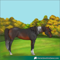 Horse Color:Bay Tobiano Rabicano 