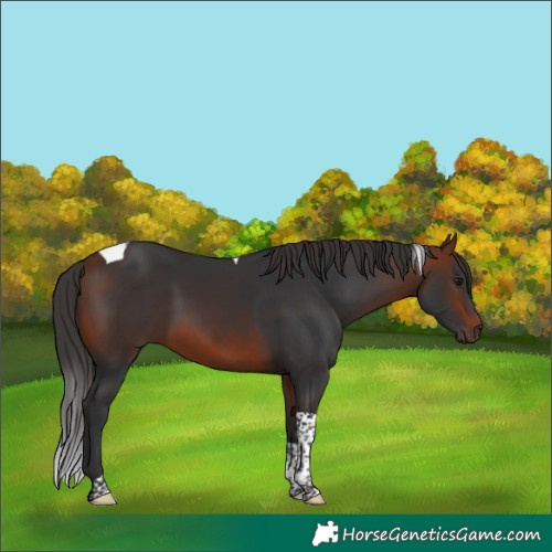 Horse Color:Bay Tobiano Rabicano 