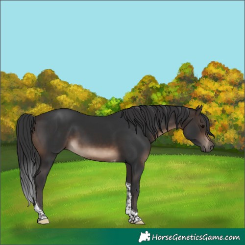 Horse Color:Brown Tobiano Rabicano