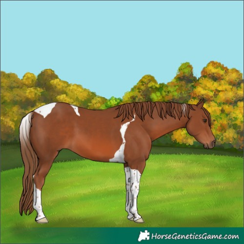 Horse Color:Chestnut Tobiano 