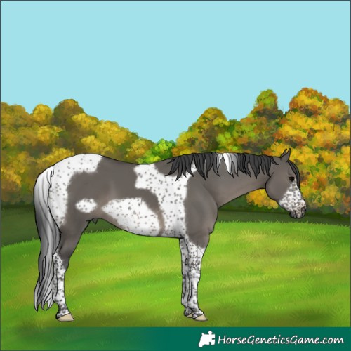 Horse Color:Grullo Tobiano Frame 