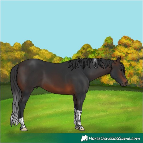 Horse Color:Brown Tobiano 