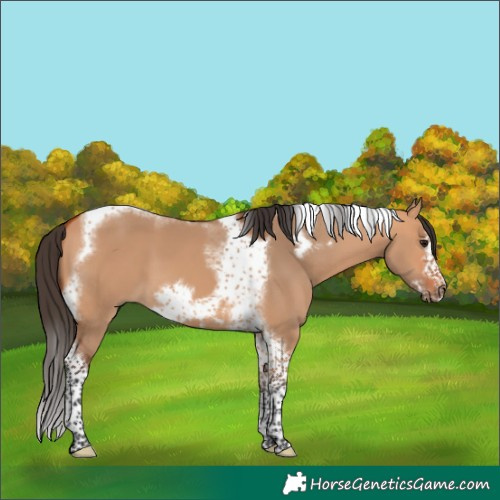 Horse Color:Bay Dun Tobiano Frame