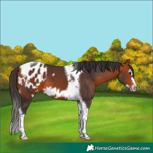 Horse Color:Bay Tobiano Frame Appaloosa 