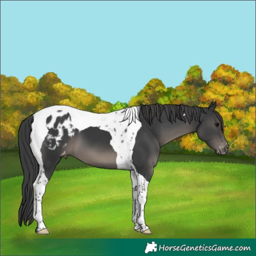 Horse Color:Black Tobiano Appaloosa 