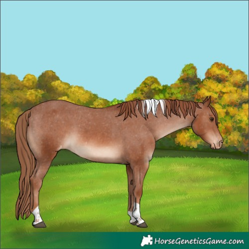 Horse Color:Chestnut Tobiano Appaloosa
