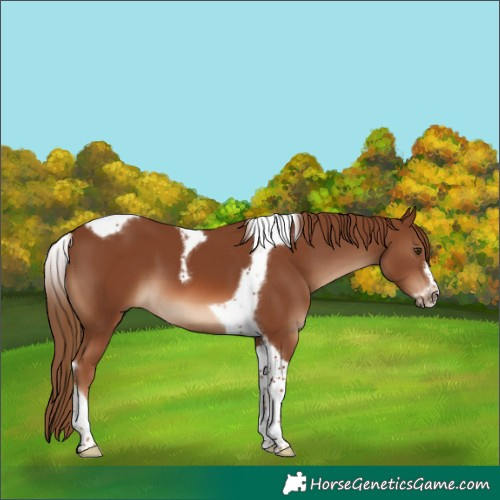 Horse Color:Chestnut Tobiano Frame 