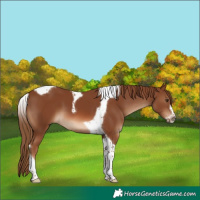 Horse Color:Chestnut Tobiano Frame 