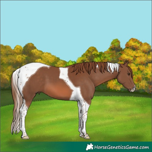 Horse Color:Chestnut Tobiano 
