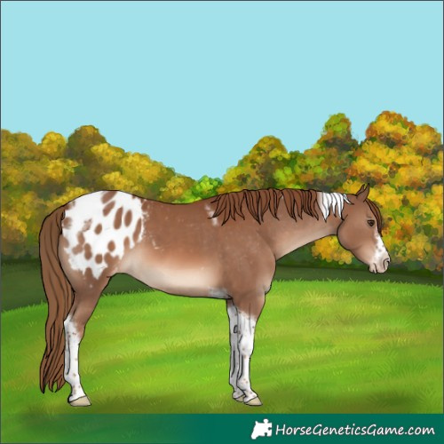 Horse Color:Chestnut Tobiano Frame Appaloosa 
