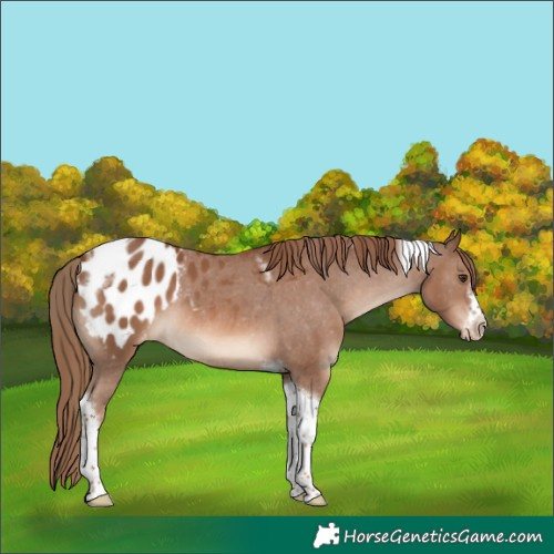Horse Color:Chestnut Tobiano Frame Blanket 
