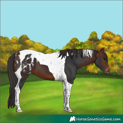 Horse Color:Bay Tobiano Blanket 