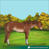 Horse Color:Chestnut Tobiano 