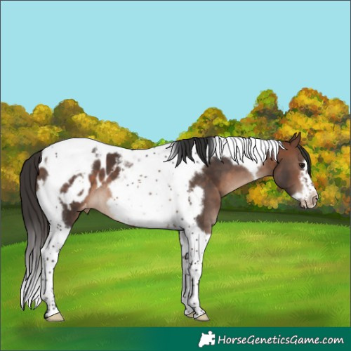 Horse Color:Bay Tobiano Frame Appaloosa 