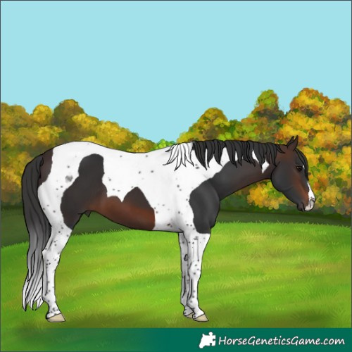 Horse Color:Brown Tobiano 