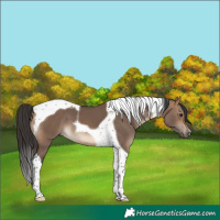 Horse Color:Bay Dun Tobiano