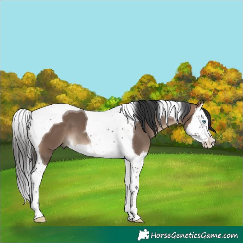 Horse Color:Brown Dun Splash Tobiano 