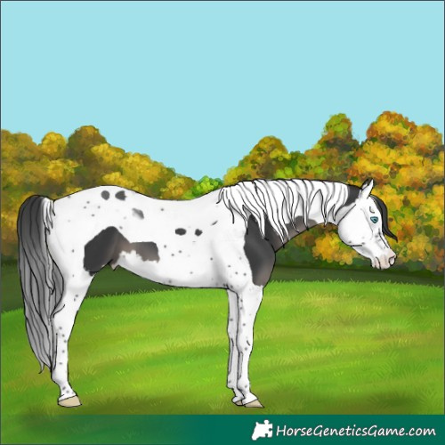 Horse Color:Black Splash Tobiano 