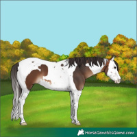 Horse Color:Bay Splash Tobiano 