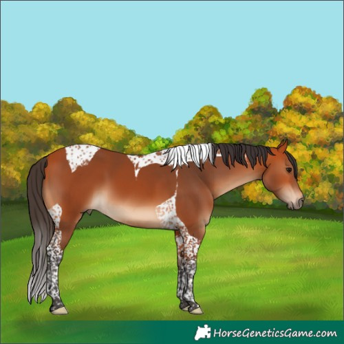Horse Color:Bay Tobiano 