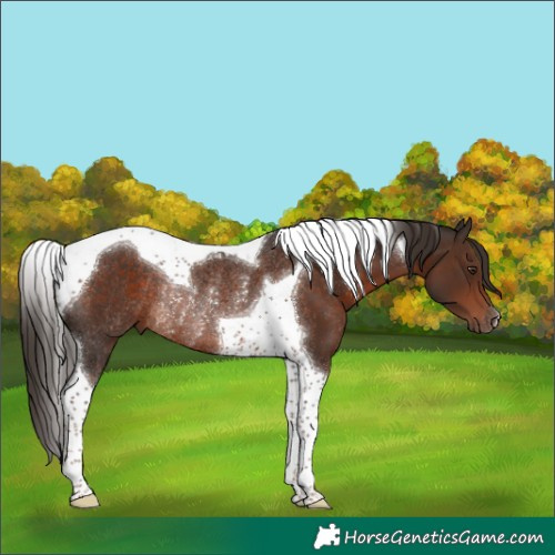 Horse Color:Liver Chestnut Tobiano Rabicano 