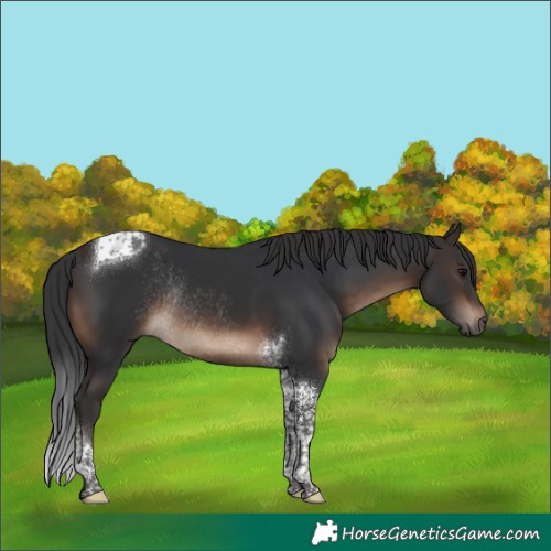 Horse Color:Brown Tobiano Rabicano 