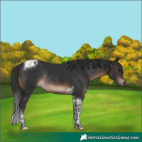 Horse Color:Brown Tobiano Rabicano 