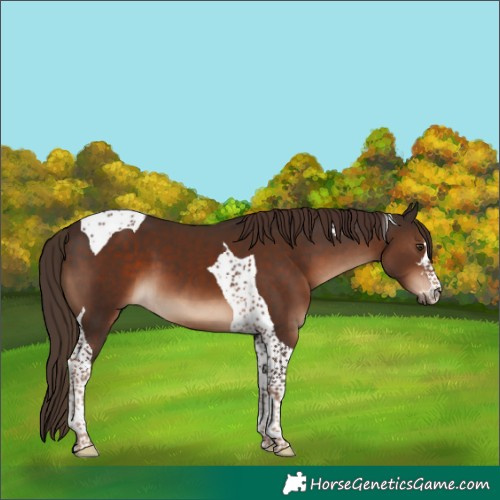 Horse Color:Liver Chestnut Tobiano 