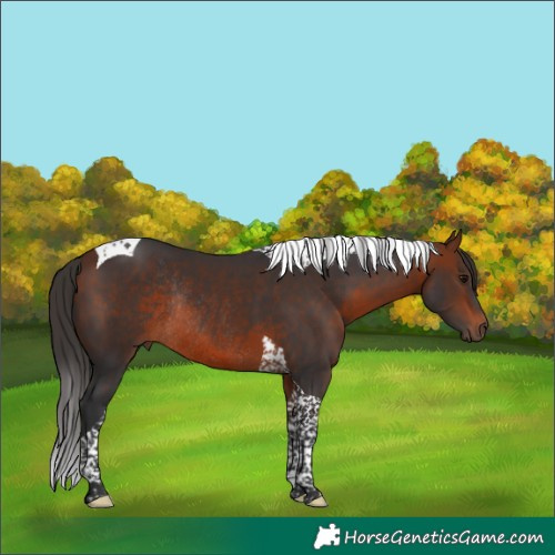 Horse Color:Bay Tobiano Rabicano 