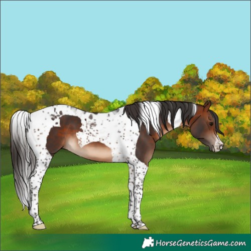 Horse Color:Bay Tobiano
