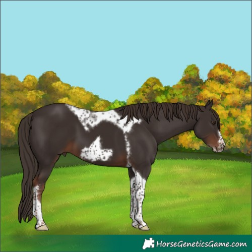 Horse Color:Liver Chestnut Tobiano Frame 