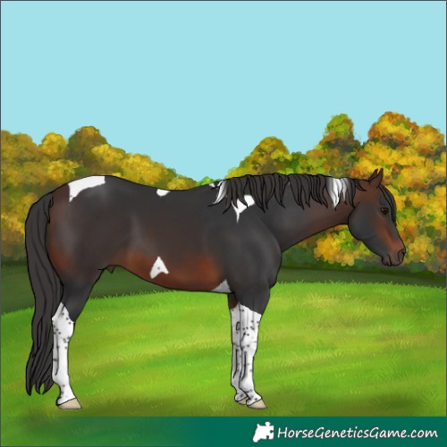 Horse Color:Brown Tobiano 