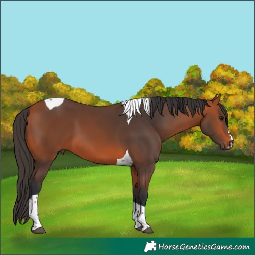 Horse Color:Bay Tobiano 