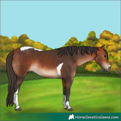 Horse Color:Bay Tobiano 