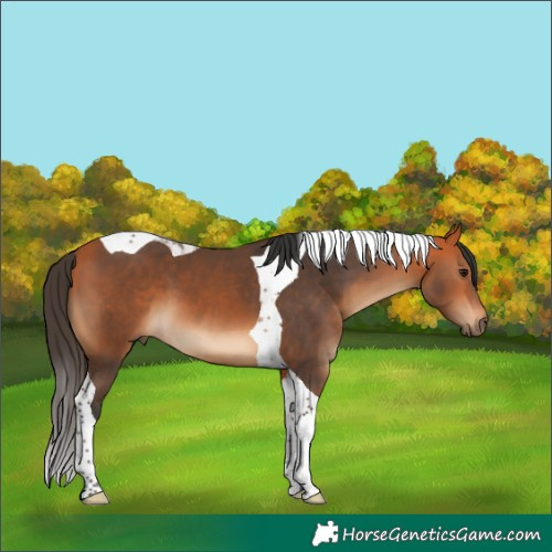 Horse Color:Bay Tobiano 