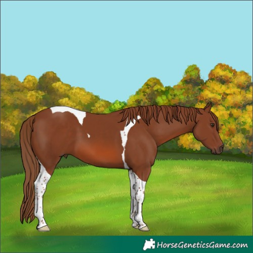 Horse Color:Chestnut Tobiano 