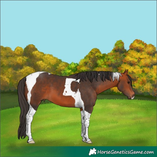 Horse Color:Bay Tobiano 