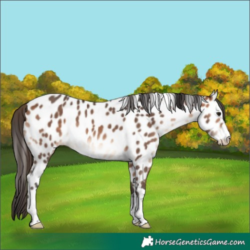 Horse Color:Bay Near Leopard