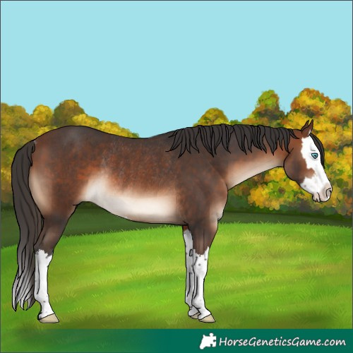 Horse Color:Brown Splash Rabicano